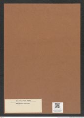 Diatomeae indet. Zeichnungen Sammlung Grunow Mappe 04348 (Herbarium_W_Grunow_drawings_Folder_04348)